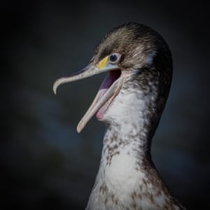 Pied Shag