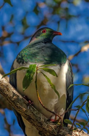 Kereru or New Zealand Wood Pigeon