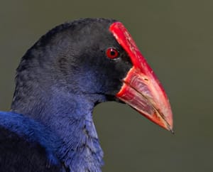 Pūkeko