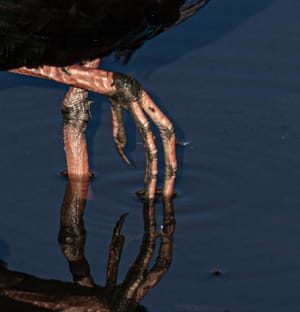 Pukeko can be scary