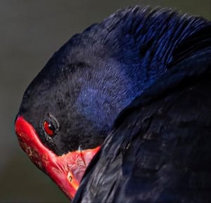 Pūkeko