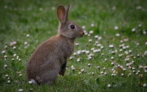 Rabbit amongst the daisies