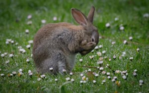 Rabbit grooming