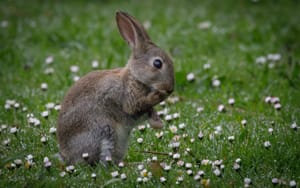 Rabbit grooming