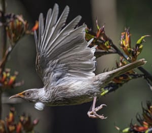 Rare Leucistic or White Tui