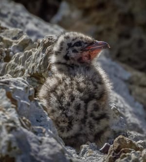 Red-billed gull chick