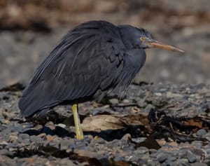 Reef Heron or Matuku Moana