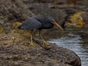 Reef Heron