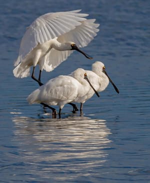 Royal Spoonbills or Kotuku Ngutupapa