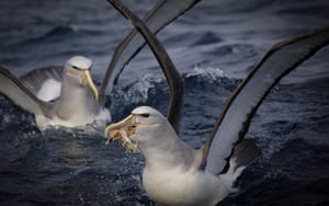 Salvin’s Albatross