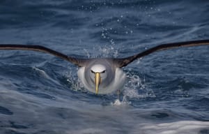 Salvin’s Albatross