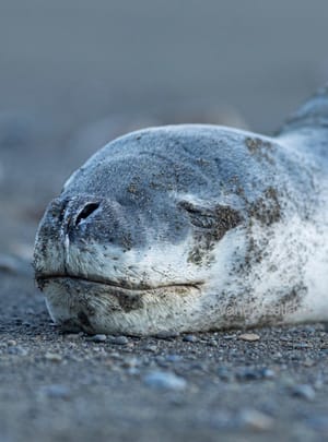 Leopard seal