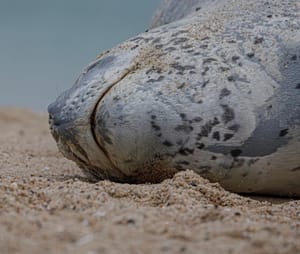 Leopard seal