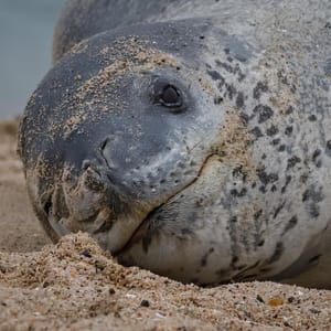 Leopard seal