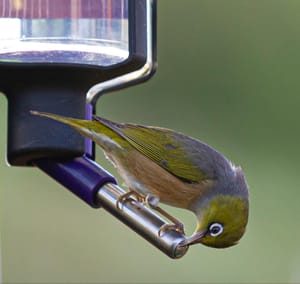 Tauhou or Silvereye