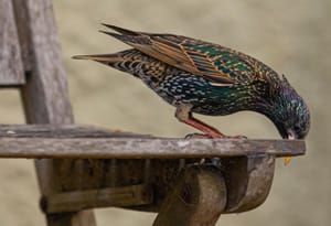 Sneaky starling