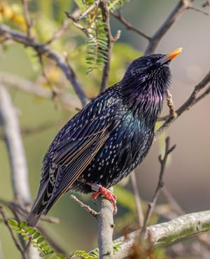 Starling