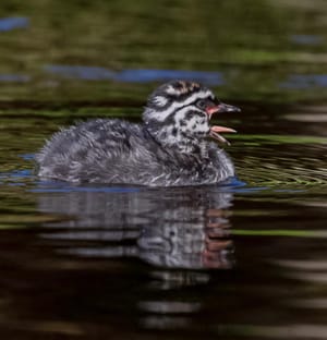 Startled Young Dabchick