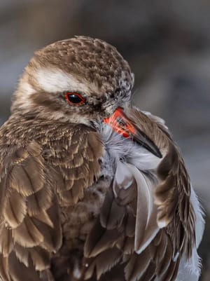 Tūturuatu or Shore Plover