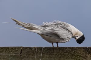 Tara or White-fronted Tern Preening