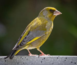 Mr Greenfinch