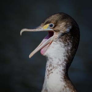 Pied Shag