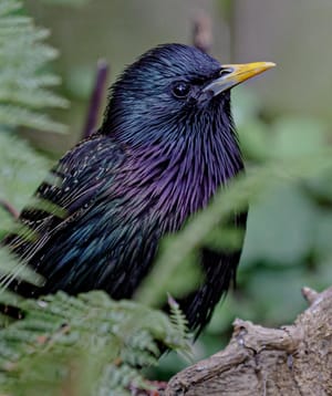 The beauty of starlings