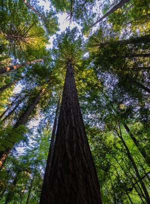 Whakarewarewa Redwood Forest