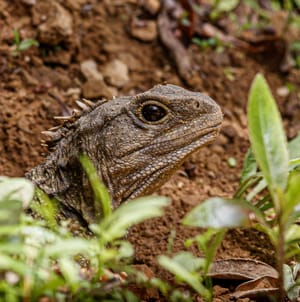 Tuatara