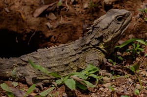 Tuatara