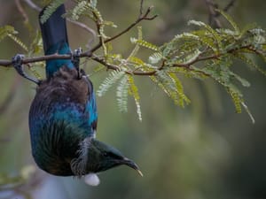 Tui