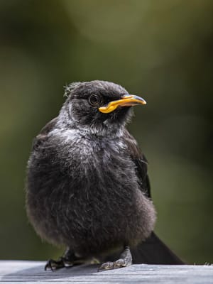 Tui Fledgling