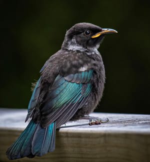 Tui Fledgling