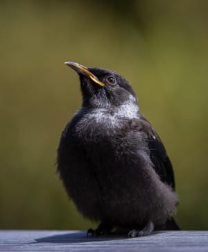 Tui fledgling