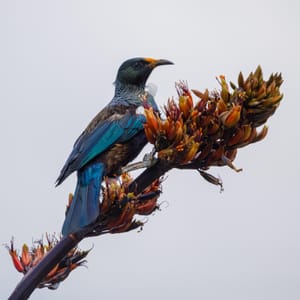 Tui