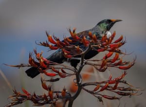 Tui resting on Harakeke