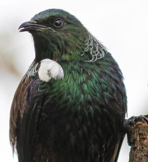 Tui