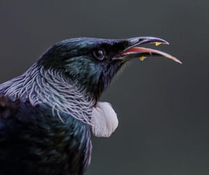 Tui