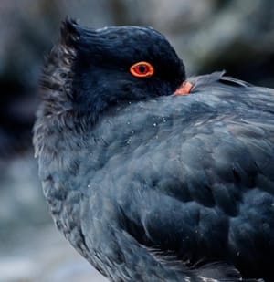 Variable Oyster Catcher or Torea-Pango