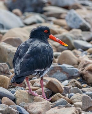 Variable Oyster Catcher