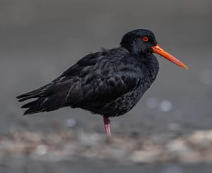 Variable Oyster Catcher