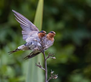 Welcome Swallows