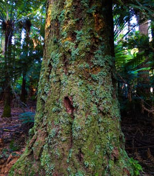 Whakarewarewa State Forest