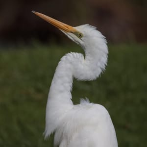 White Heron or Kōtuku