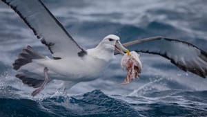 White-capped albatross