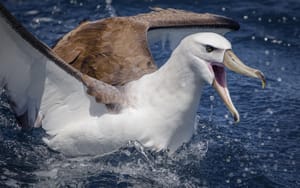 White - capped Albatross