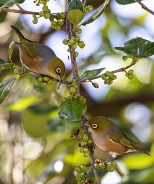 Winter feasting