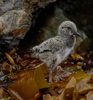 Young Oyster Catcher