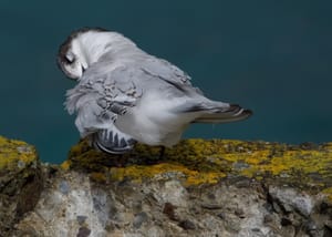 White-fronted tern