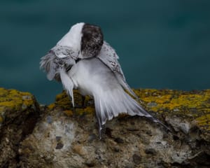 White-fronted tern